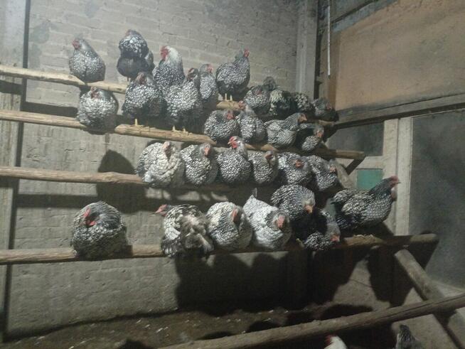 Sprzedam jaja lęgowe kur rasy Wyandotte