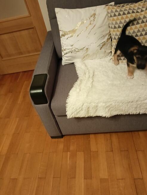 Trzy śliczne szczeniaki