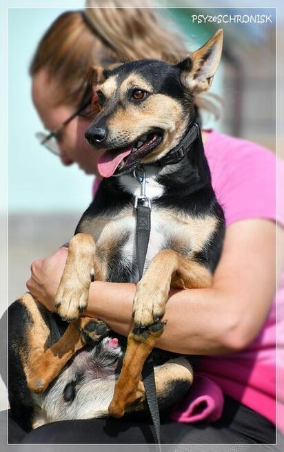 Erni – łagodny, lękliwy psiak szuka spokojnego domu