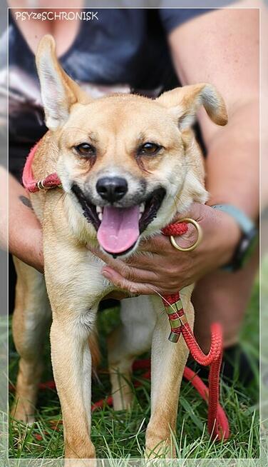 Roko – schronisko to nie miejsce dla strachliwych piesków