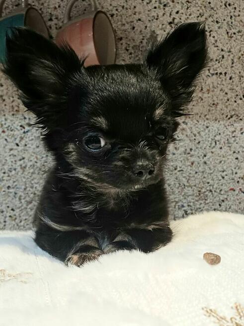 Chihuahua Dziewczynka Długowłosa Prześliczna