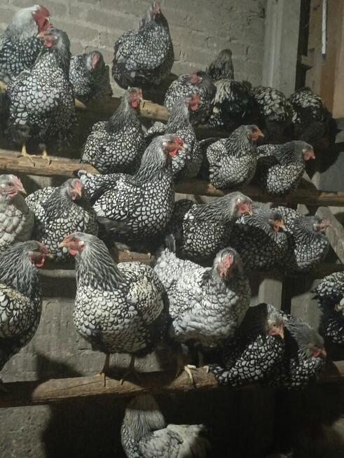 Sprzedam jaja lęgowe kur rasy Wyandotte