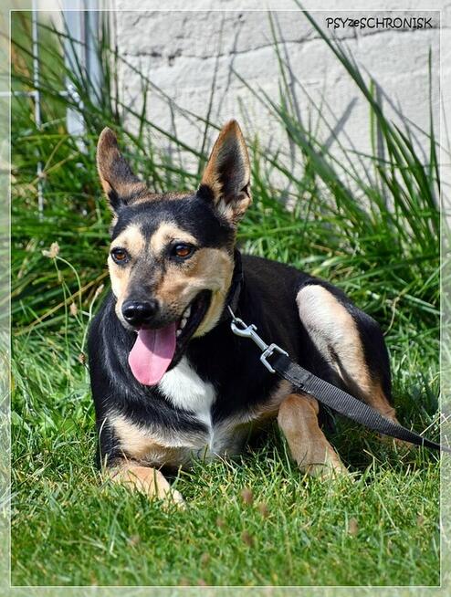 Erni – łagodny, lękliwy psiak szuka spokojnego domu