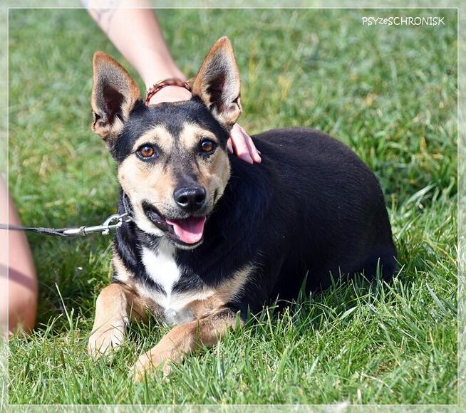 Erni – łagodny, lękliwy psiak szuka spokojnego domu