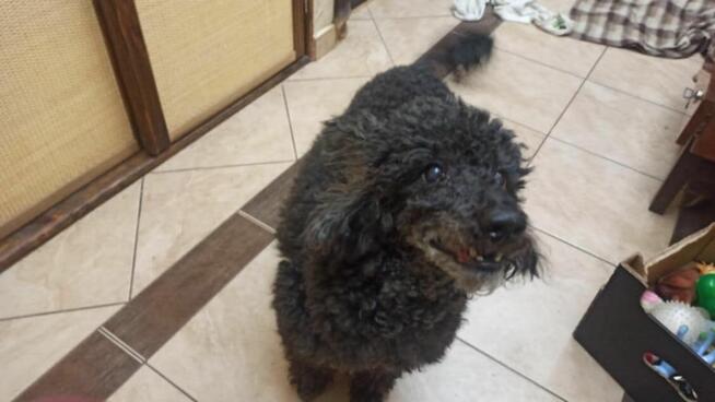 Cudowny czarny pudelek szuka swojego człowieka