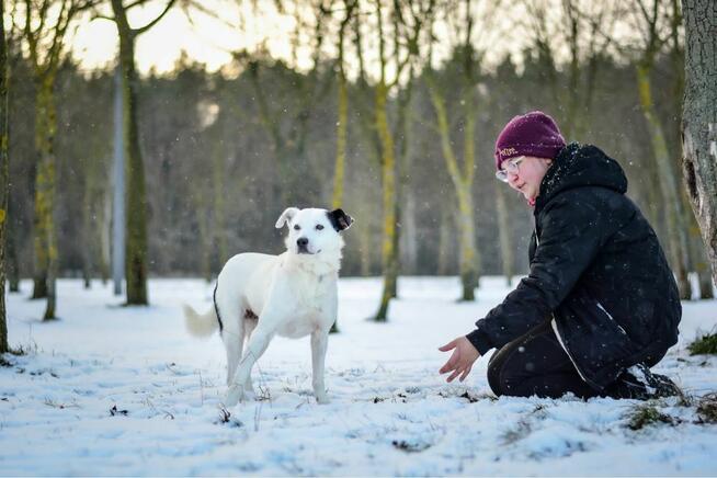 Feniks-biało czarny porzucony pies czeka ma dom-adopcja