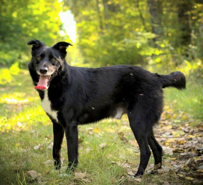 Elegancki psiak Bond szuka domu!