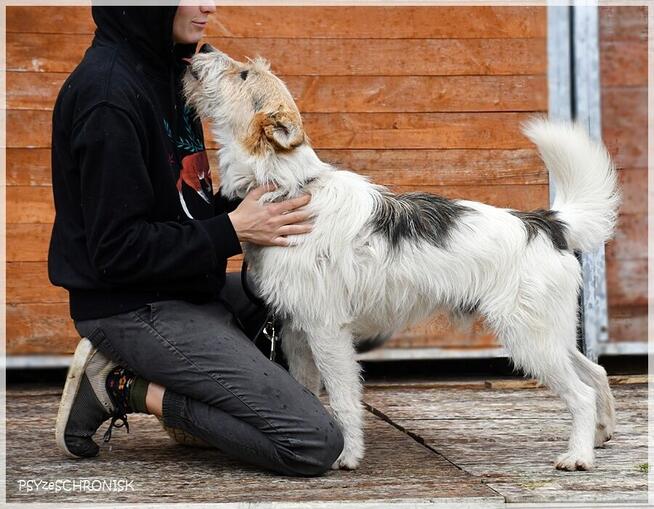 Pompo – przyjaciel całej rodziny poleca się do adopcji