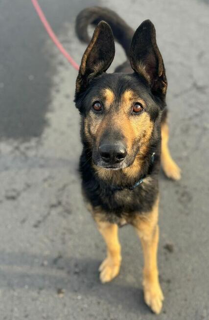 Jasper ze zjawiskowymi uszami