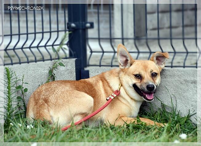 Roko – schronisko to nie miejsce dla strachliwych piesków