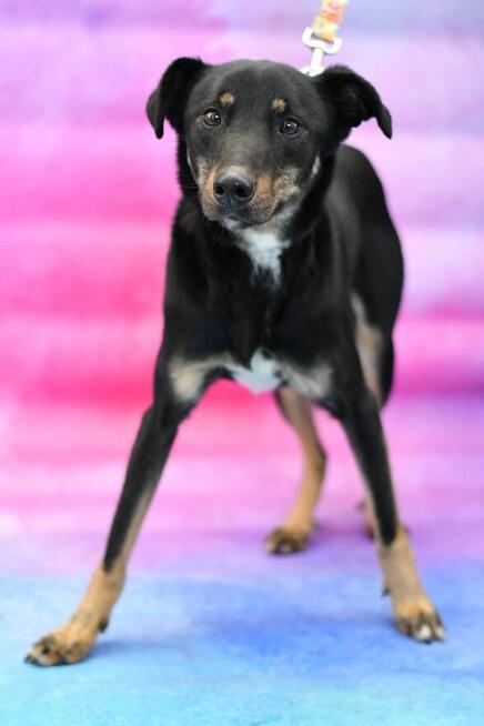 Zawiedziony Filipek szuka kochającego domku!