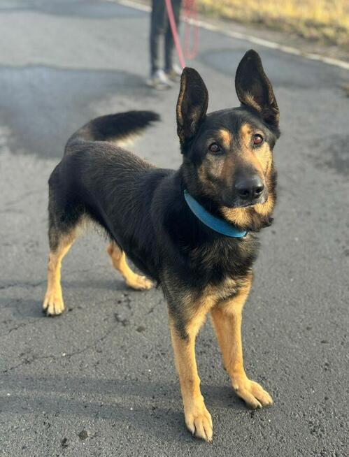 Jasper ze zjawiskowymi uszami