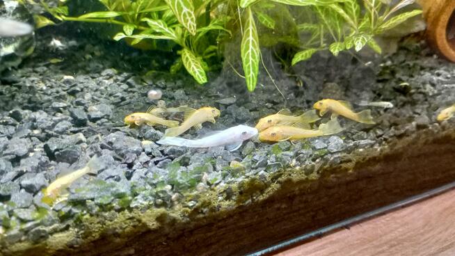 Sprzedam glonojady złote i albinosy L144