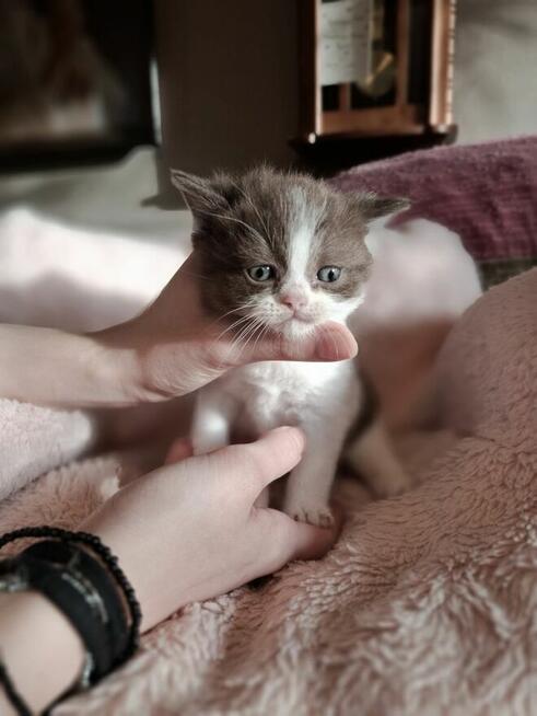 Kot Brytyjski kocurek