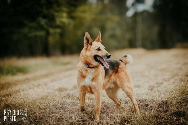 Piękny psiak Fox szuka domu!