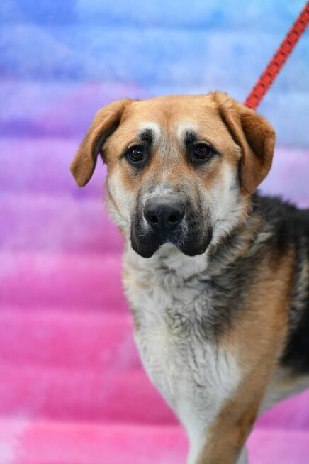 Dostojny Dragon szuka nowego domku!