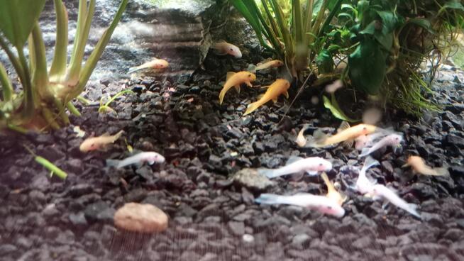 Sprzedam glonojady złote i albinosy L144