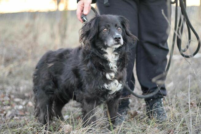 Seniorka Dziunia szuka domu!