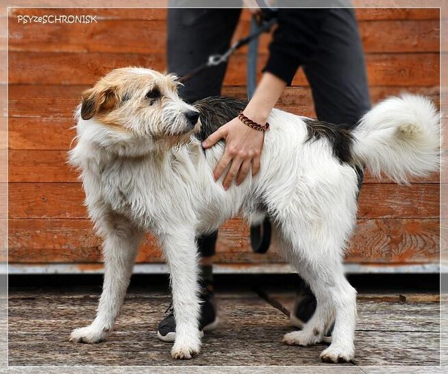 Pompo – przyjaciel całej rodziny poleca się do adopcji