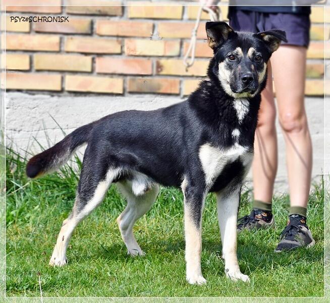 Bayer – jeszcze nie wie, że jest już dorosłym pieskiem
