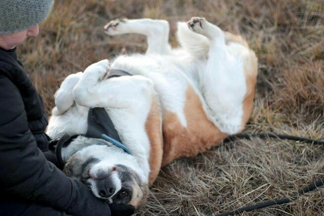 Oszałamiająca suczka Szakira