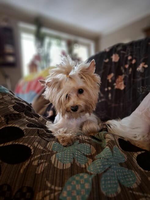 Yorkshire terrier