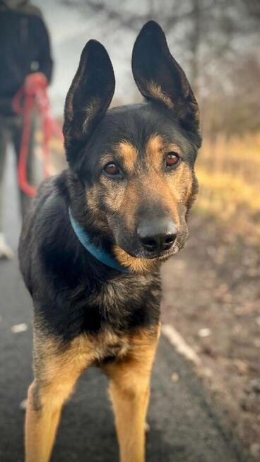 Jasper ze zjawiskowymi uszami