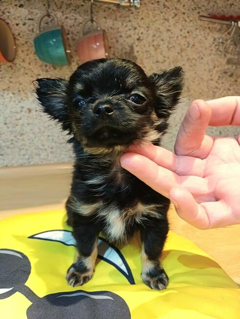 Chihuahua Dziewczynka Długowłosa Prześliczna