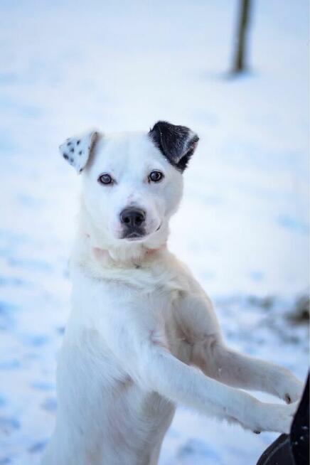 Feniks-biało czarny porzucony pies czeka ma dom-adopcja