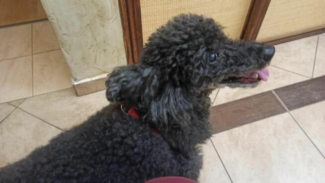 Cudowny czarny pudelek szuka swojego człowieka