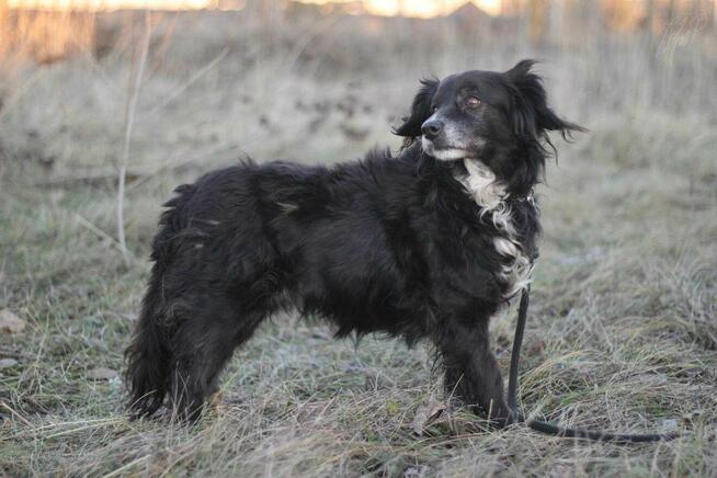 Seniorka Dziunia szuka domu!