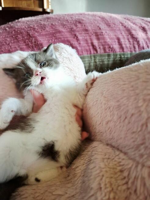 Kot Brytyjski kocurek