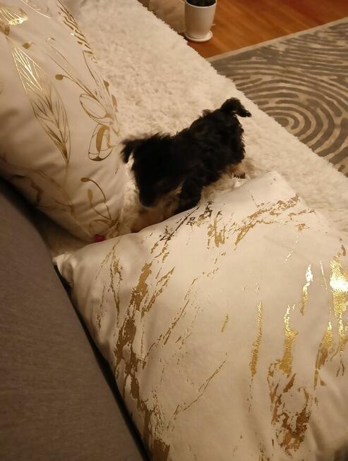 Trzy śliczne szczeniaki