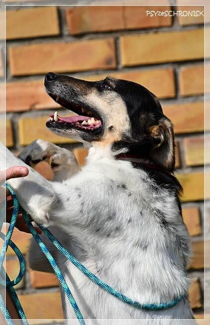 Exit – radosny kundelek już 3 lata czeka na Ciebie