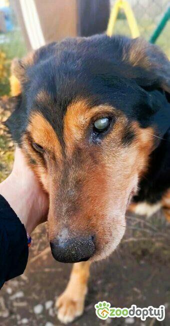 SIMON - skrajnie zaniedbany, niewidomy seniorek szuka domu