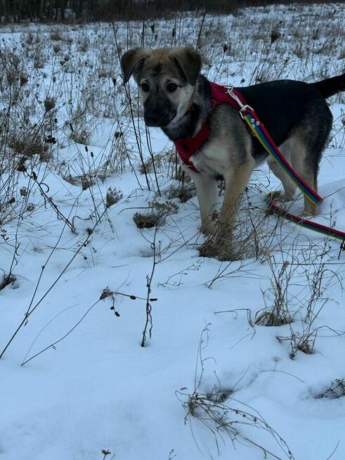 Młodziutka Sunia szuka domu gdzie zazna szczęścia