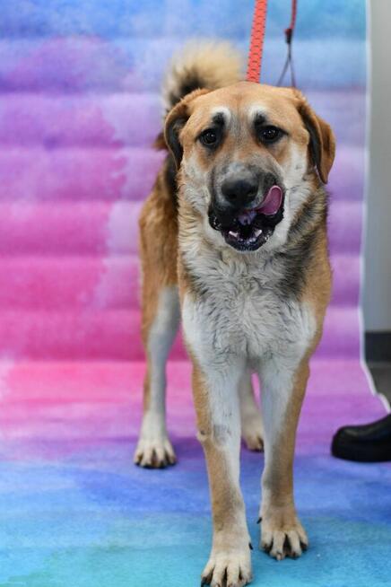 Dostojny Dragon szuka nowego domku!