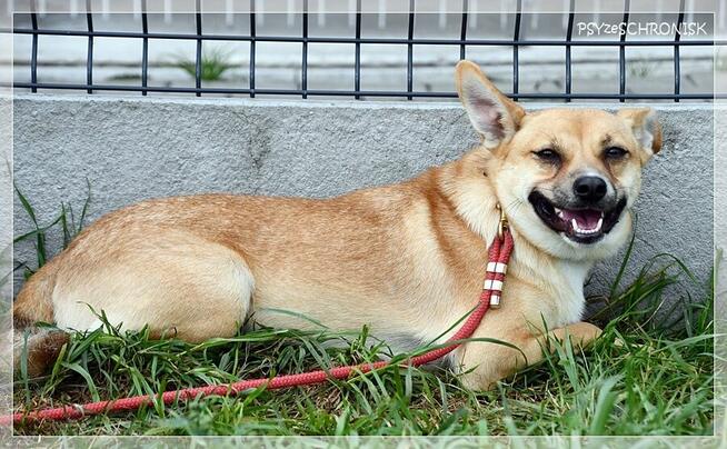 Roko – schronisko to nie miejsce dla strachliwych piesków