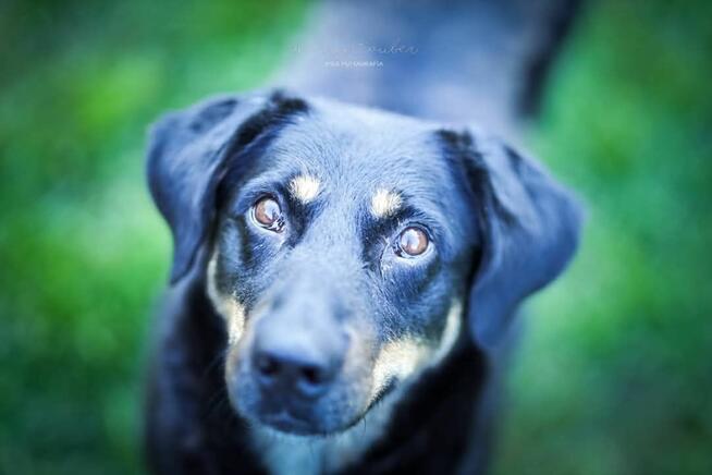 Przygarnij IRIS - naprawdę warto!