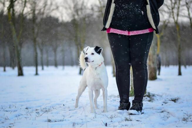 Feniks-biało czarny porzucony pies czeka ma dom-adopcja