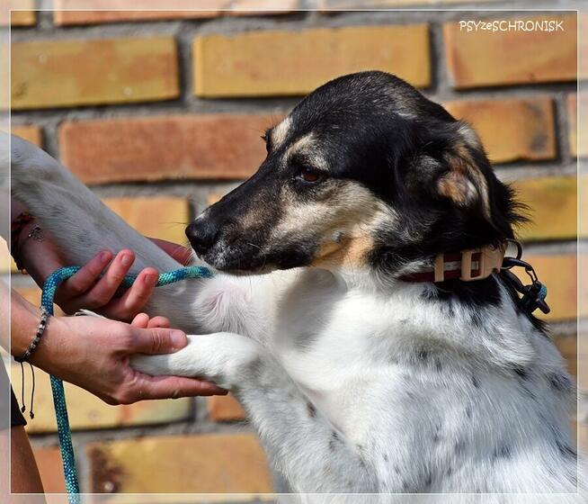 Exit – radosny kundelek już 3 lata czeka na Ciebie