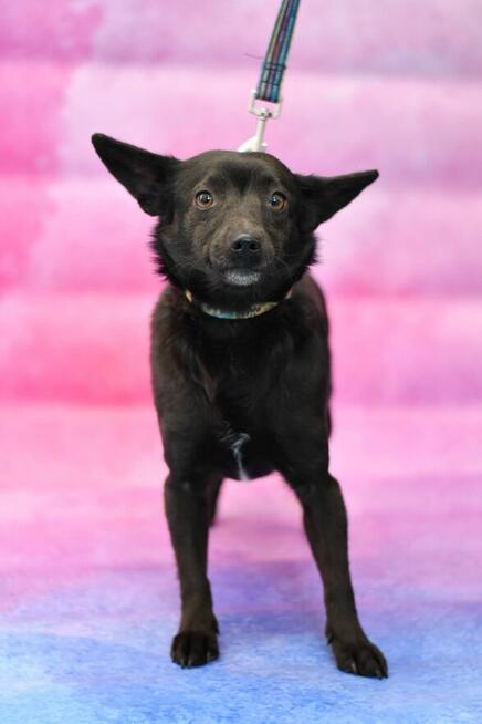 Mała Dejzi szuka rodzinki do pokochania!