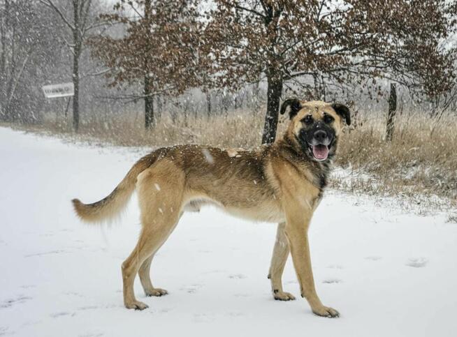 Wąsik – duży pies z ogromnym sercem