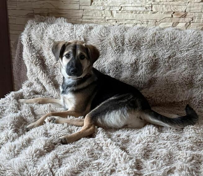 Cudowna młodziuteńka sunia szuka domu pełnego miłości