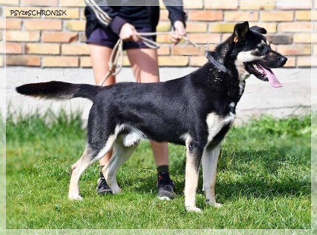 Bayer – jeszcze nie wie, że jest już dorosłym pieskiem