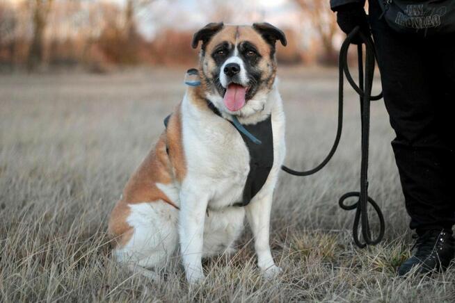 Oszałamiająca suczka Szakira