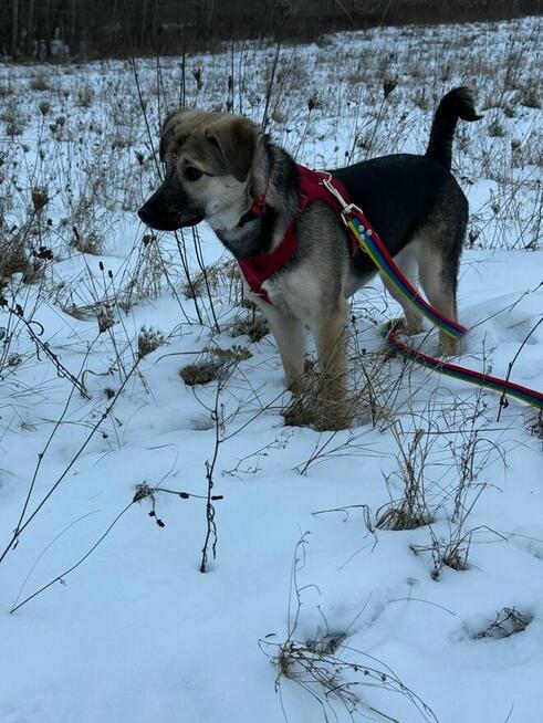 Młodziutka Sunia szuka domu gdzie zazna szczęścia