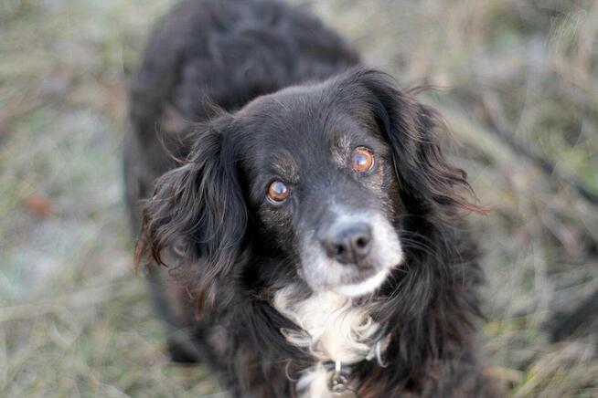 Seniorka Dziunia szuka domu!