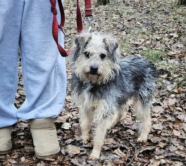 Kudłata spokojna suczka Holly