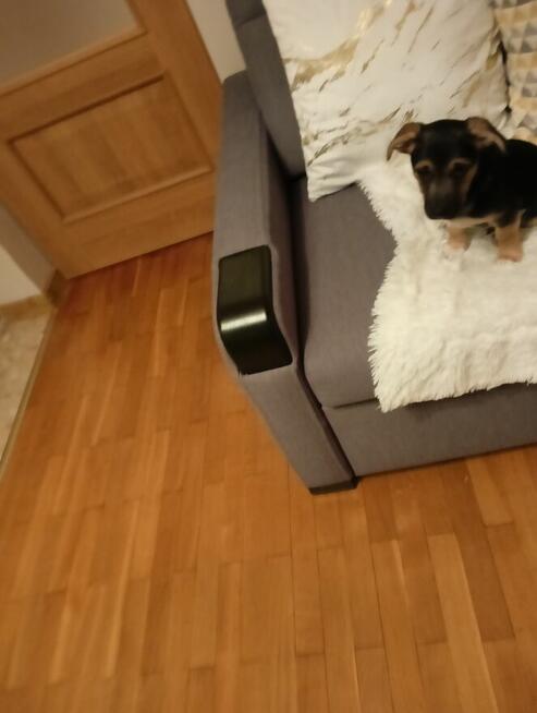 Trzy śliczne szczeniaki